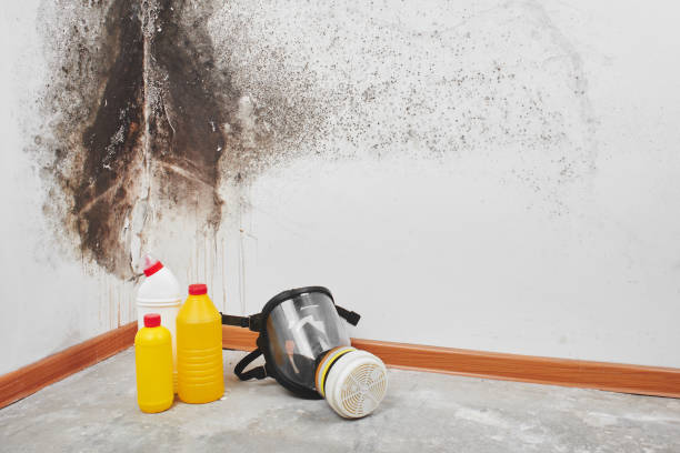 Best Basement Mold Remediation in Larkfield Wikiup, CA