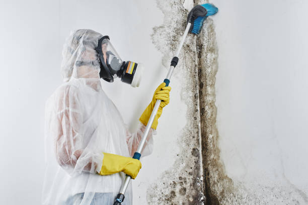 Best Basement Mold Remediation in Larkfield Wikiup, CA