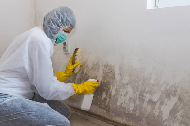 Best Crawl Space Mold Remediation in Larkfield Wikiup, CA
