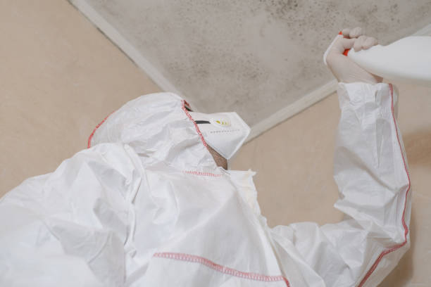 Best Black Mold Remediation in Larkfield Wikiup, CA