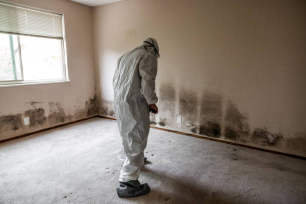 Best Preventive Mold Services in Larkfield Wikiup, CA